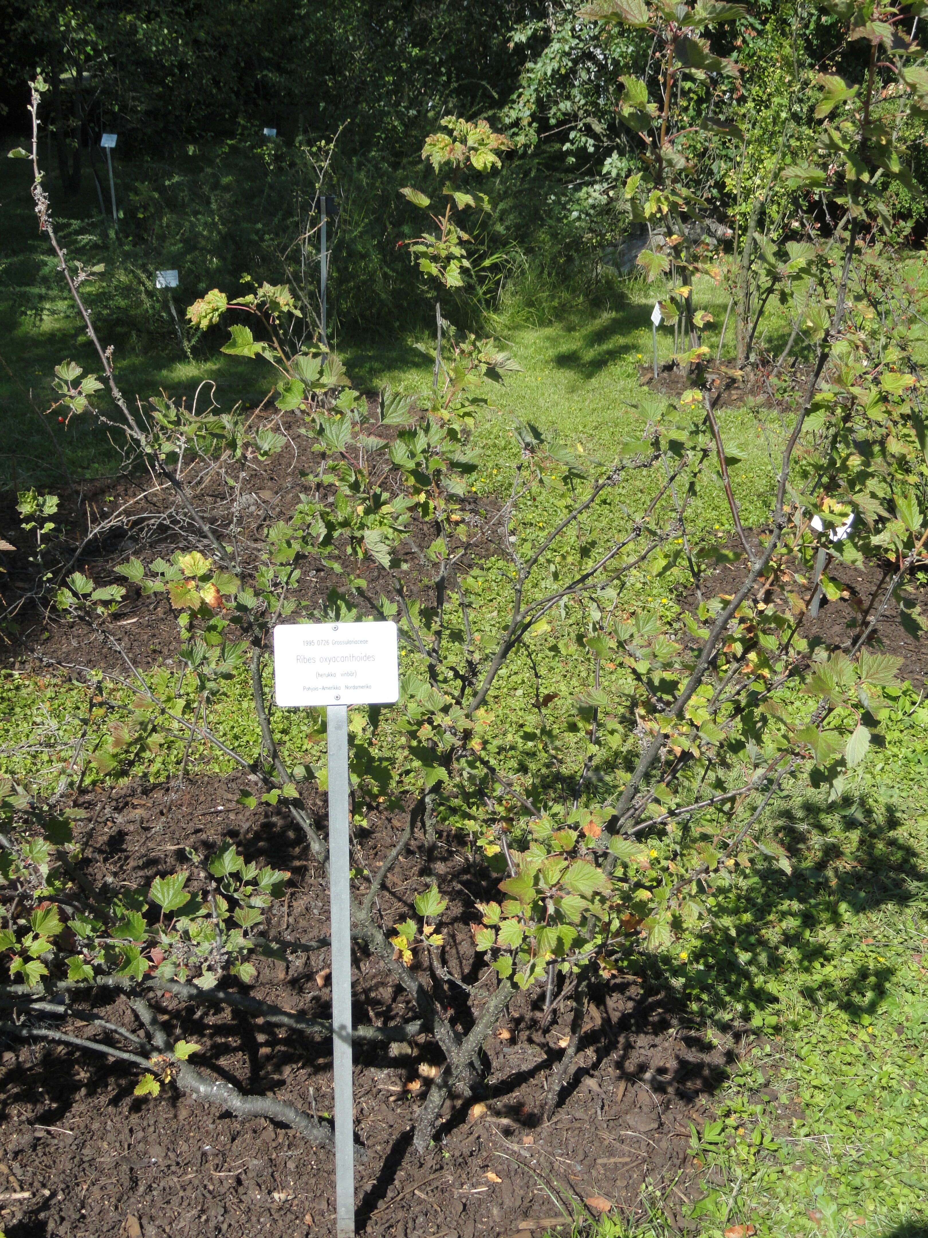 Image of Canadian gooseberry