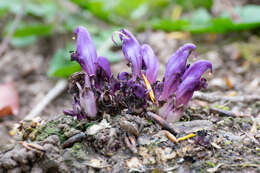 Image of Lathraea clandestina L.