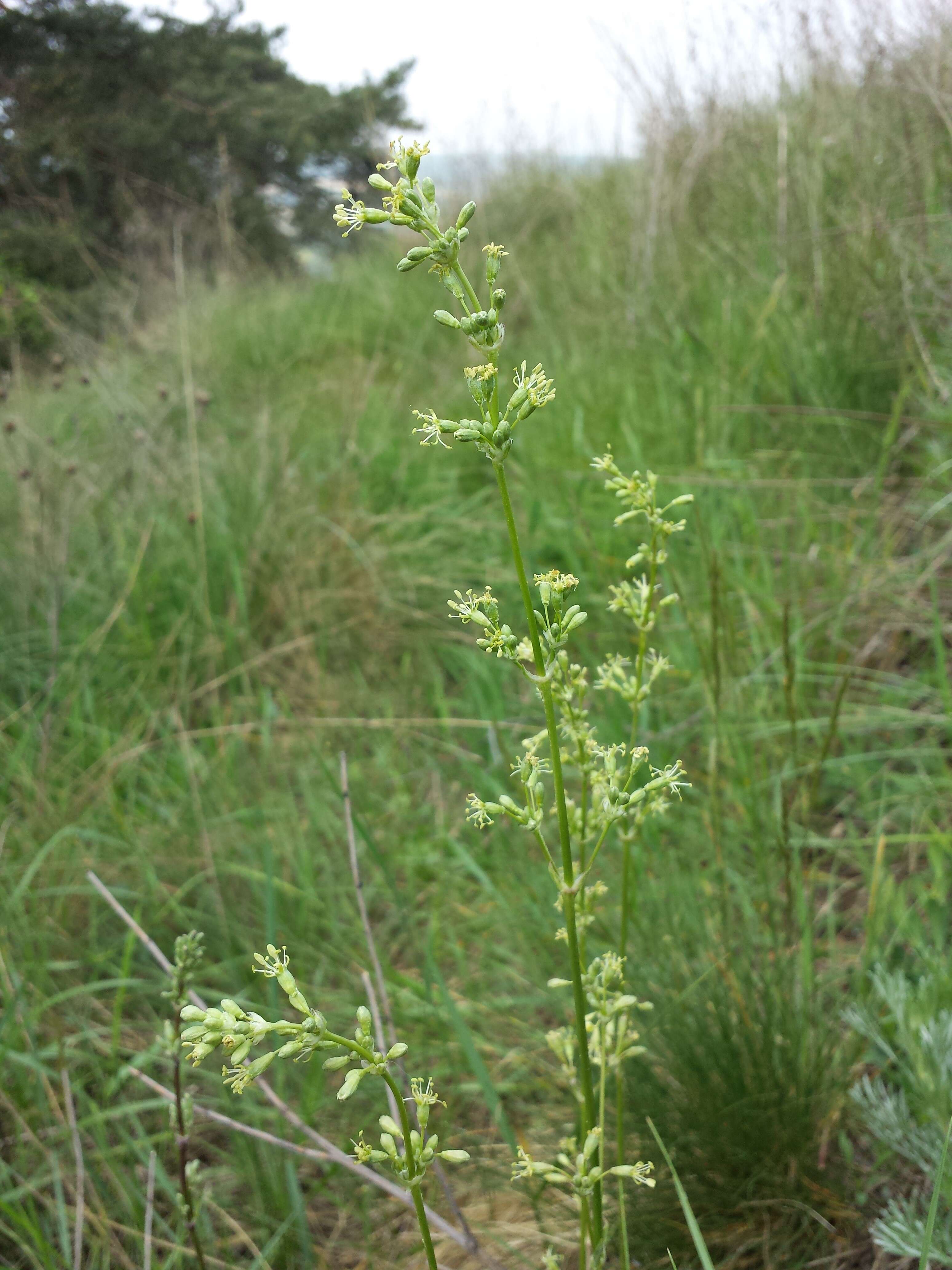 Silene otites (L.) Wibel resmi