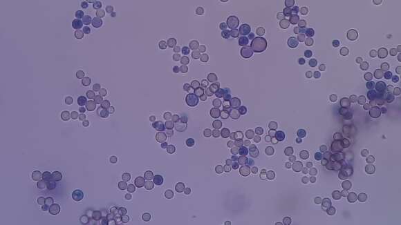 Image of Cryptococcus