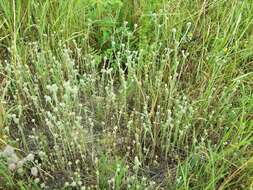 Image of common cottonrose