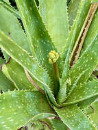 Image of Aloe vera