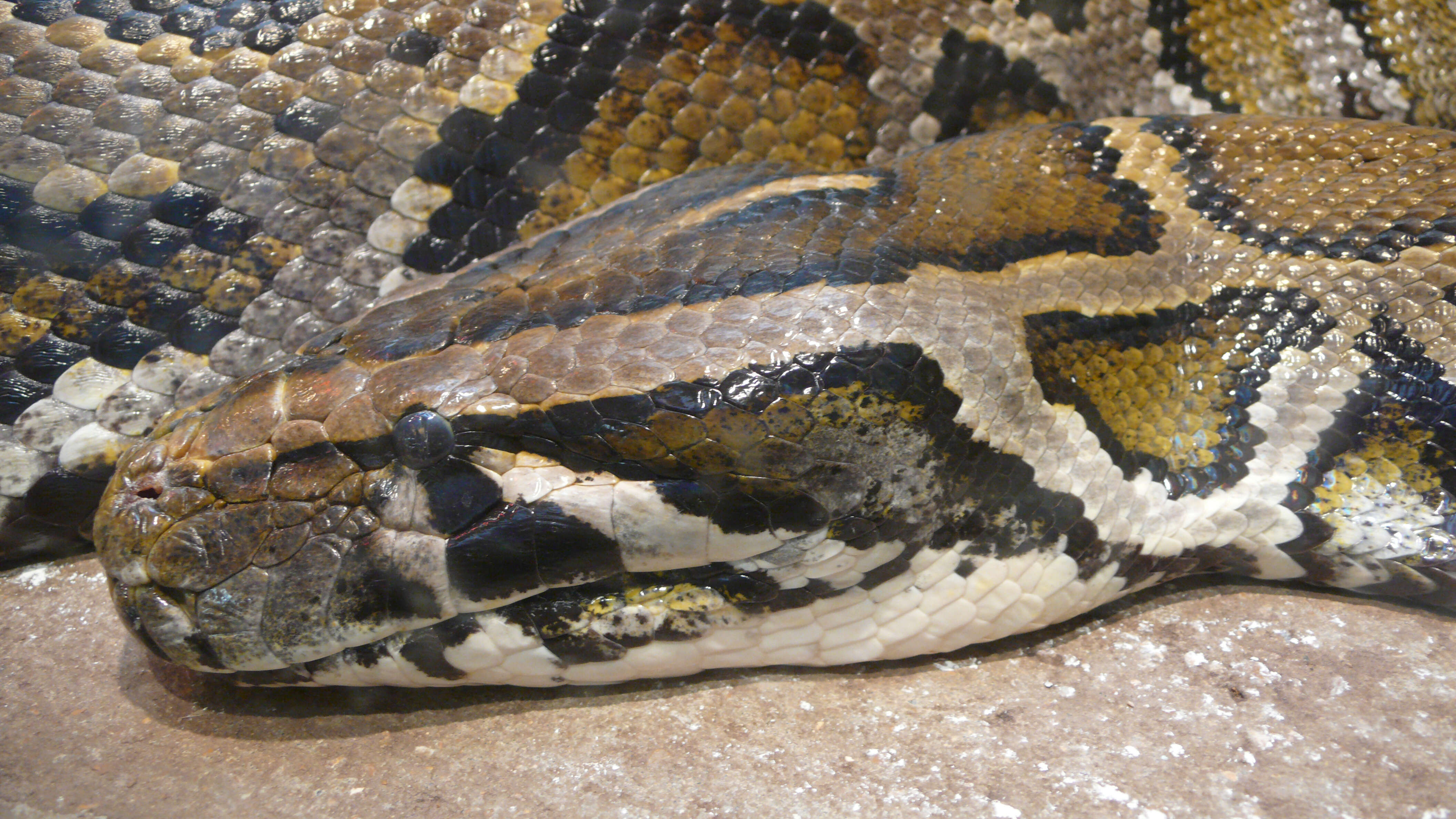 Image of Burmese python
