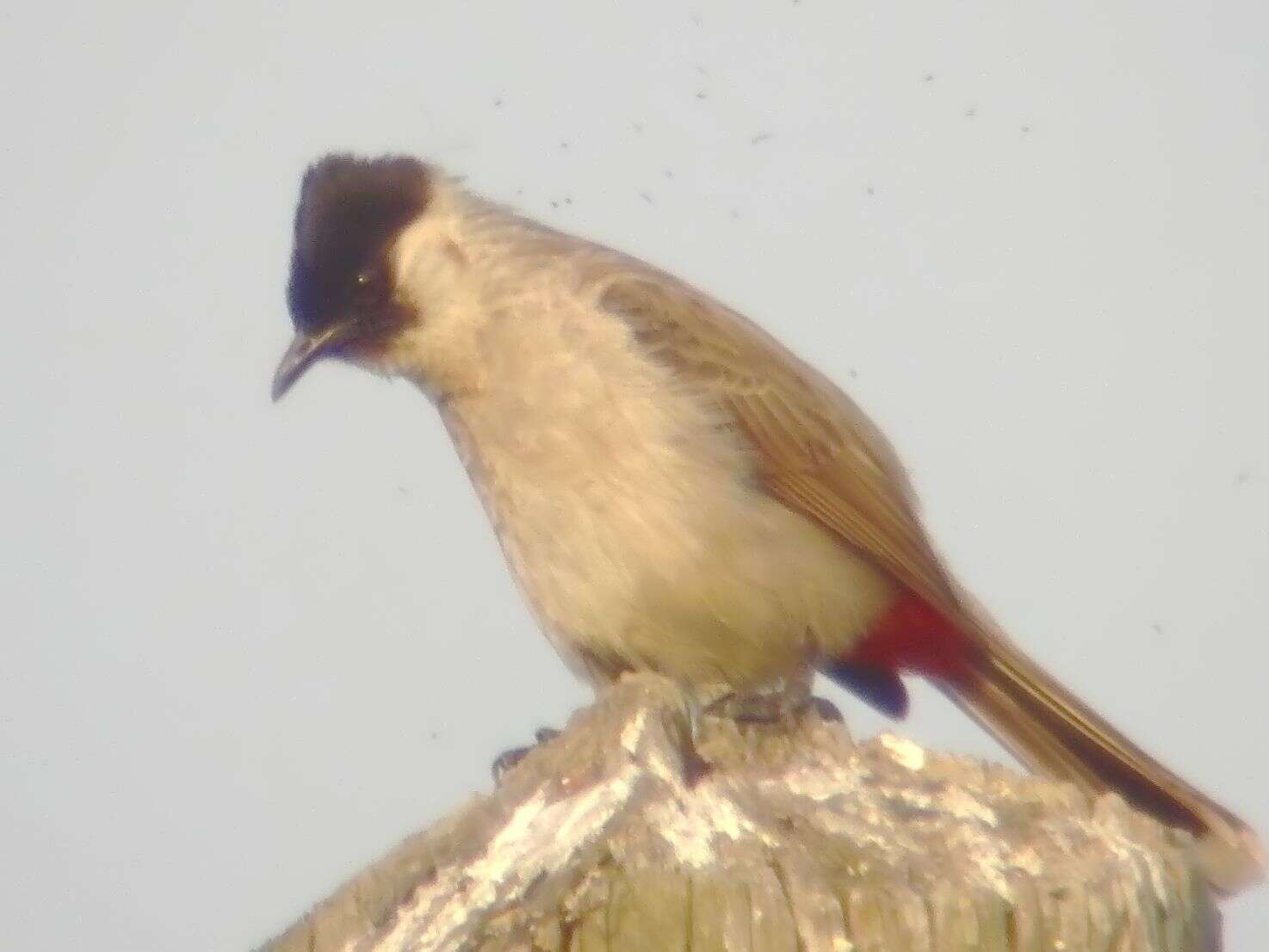 Image of Sooty-headed Bulbul