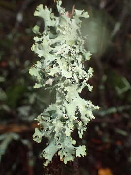 Image of Black stone flower