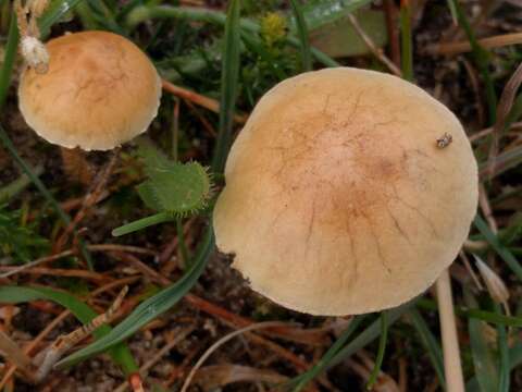 Image of common agrocybe