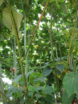 Image of parasol leaf tree