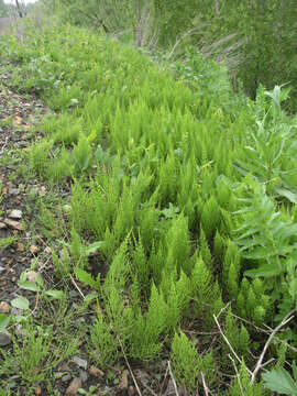 Image of field horsetail