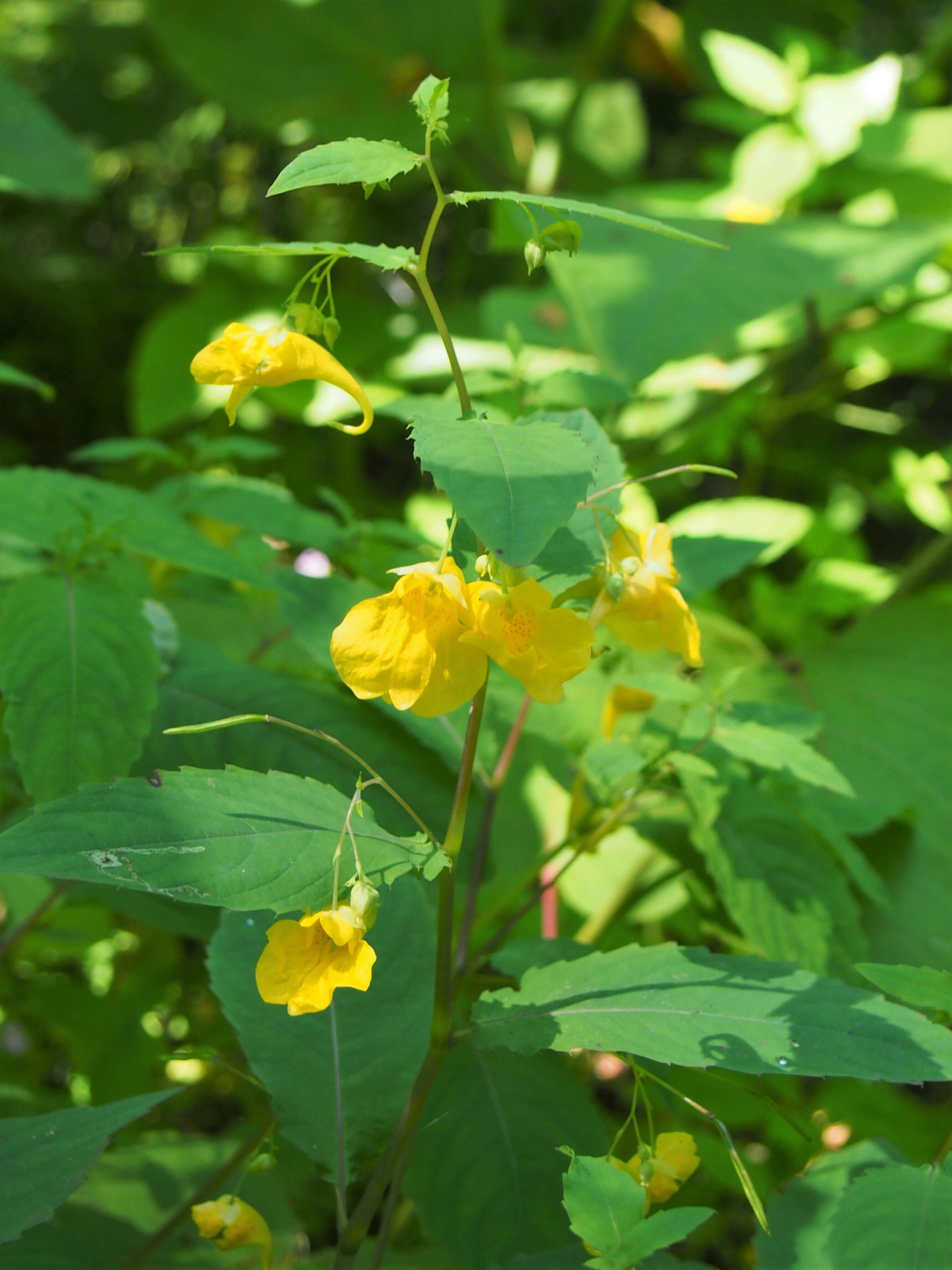 Image of Jewelweed