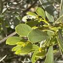 Image of Acacia argyraea Tindale