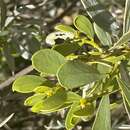 Слика од Acacia argyraea Tindale