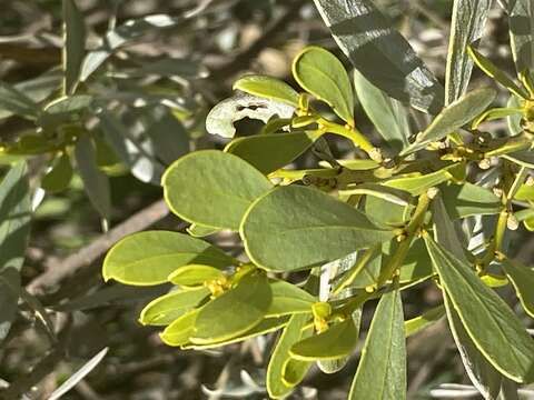 Image of Acacia argyraea Tindale