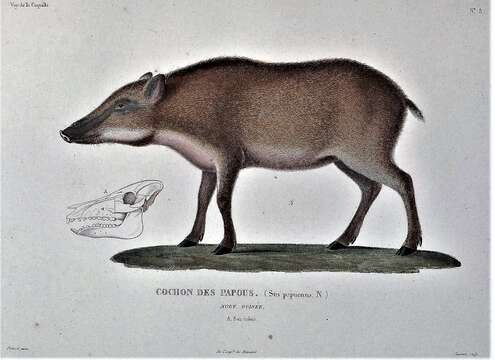 Image of Java Warty Pig