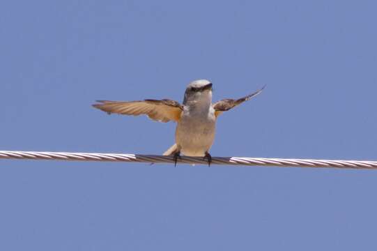 Image of Scissor-tailed Flycatcher