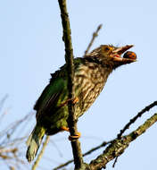 Psilopogon lineatus (Vieillot 1816) resmi