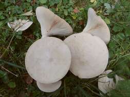 Слика од Clitocybe gibba (Pers.) P. Kumm. 1871