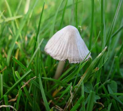 Image of Mycena leptocephala (Pers.) Gillet 1876