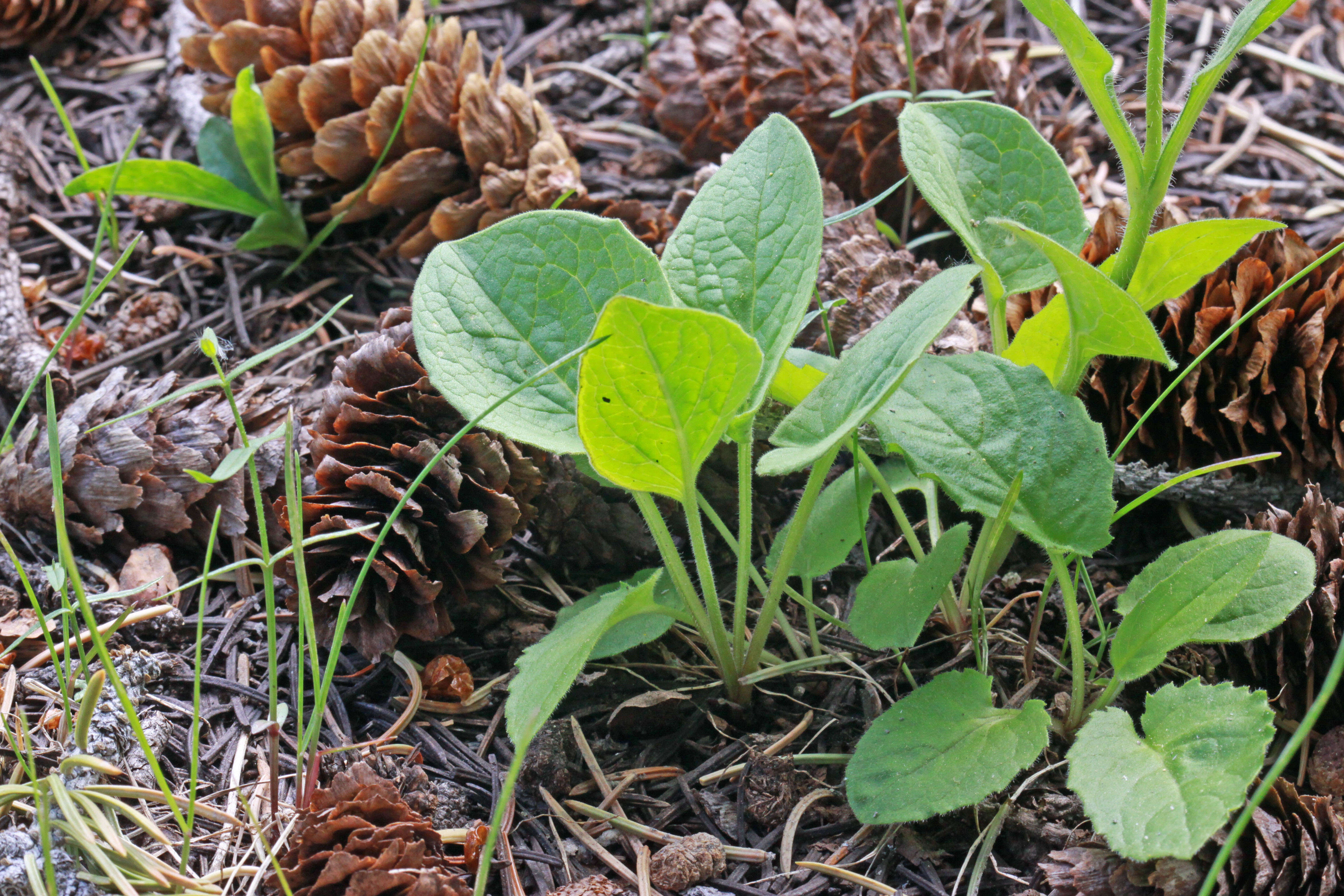 Image of heartleaf arnica