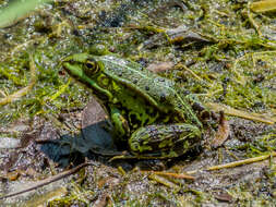 Image of Pelophylax esculentus