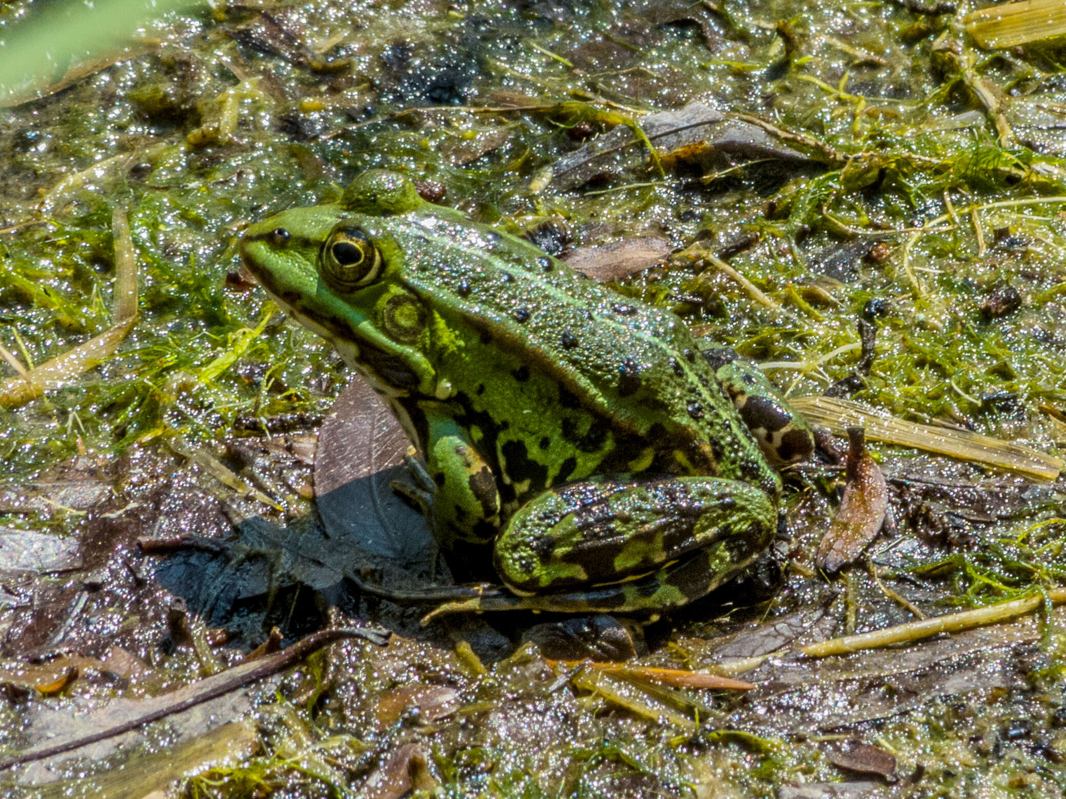 Image of Pelophylax esculentus