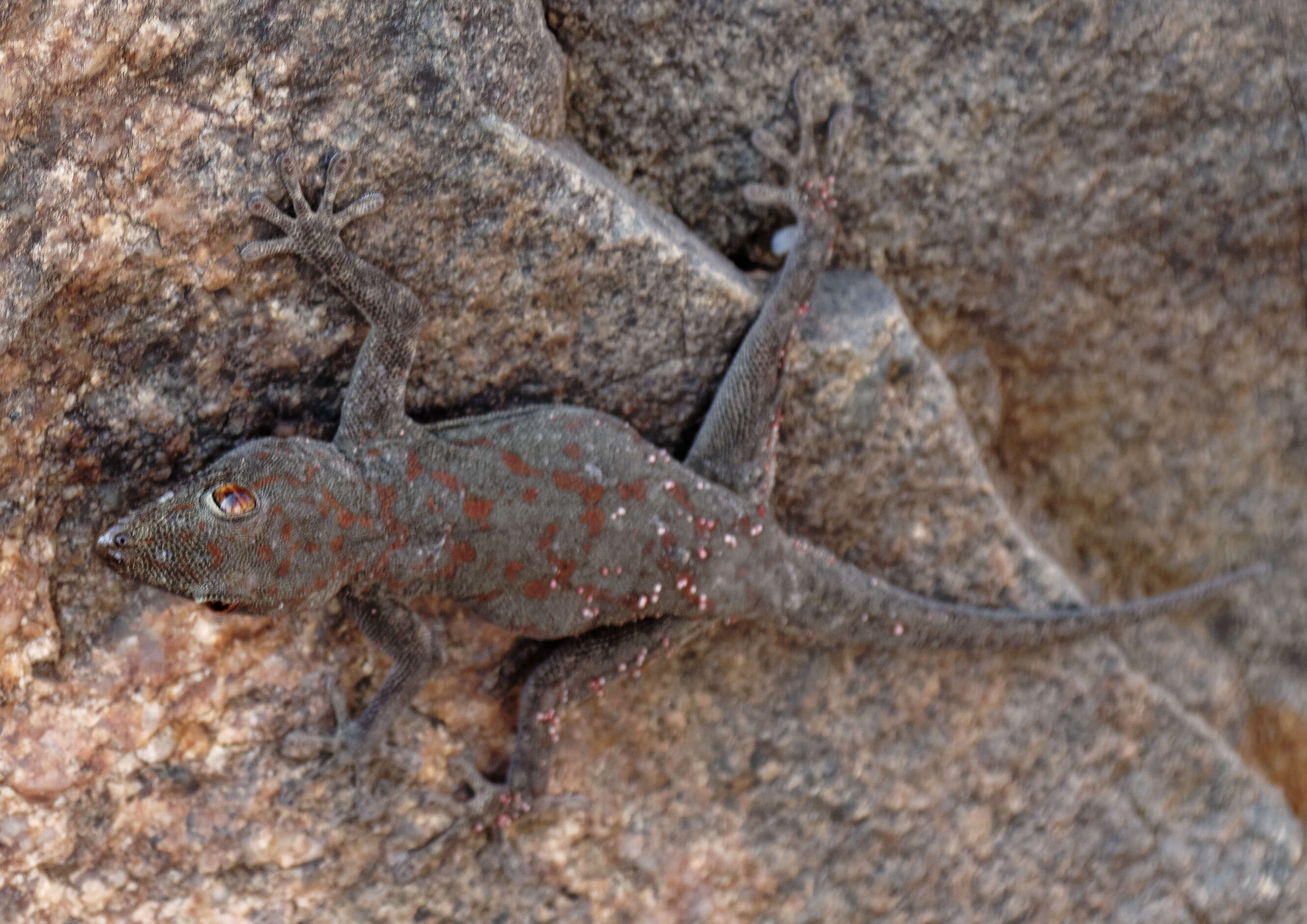 Image of Boulton’s Namib Day Gecko