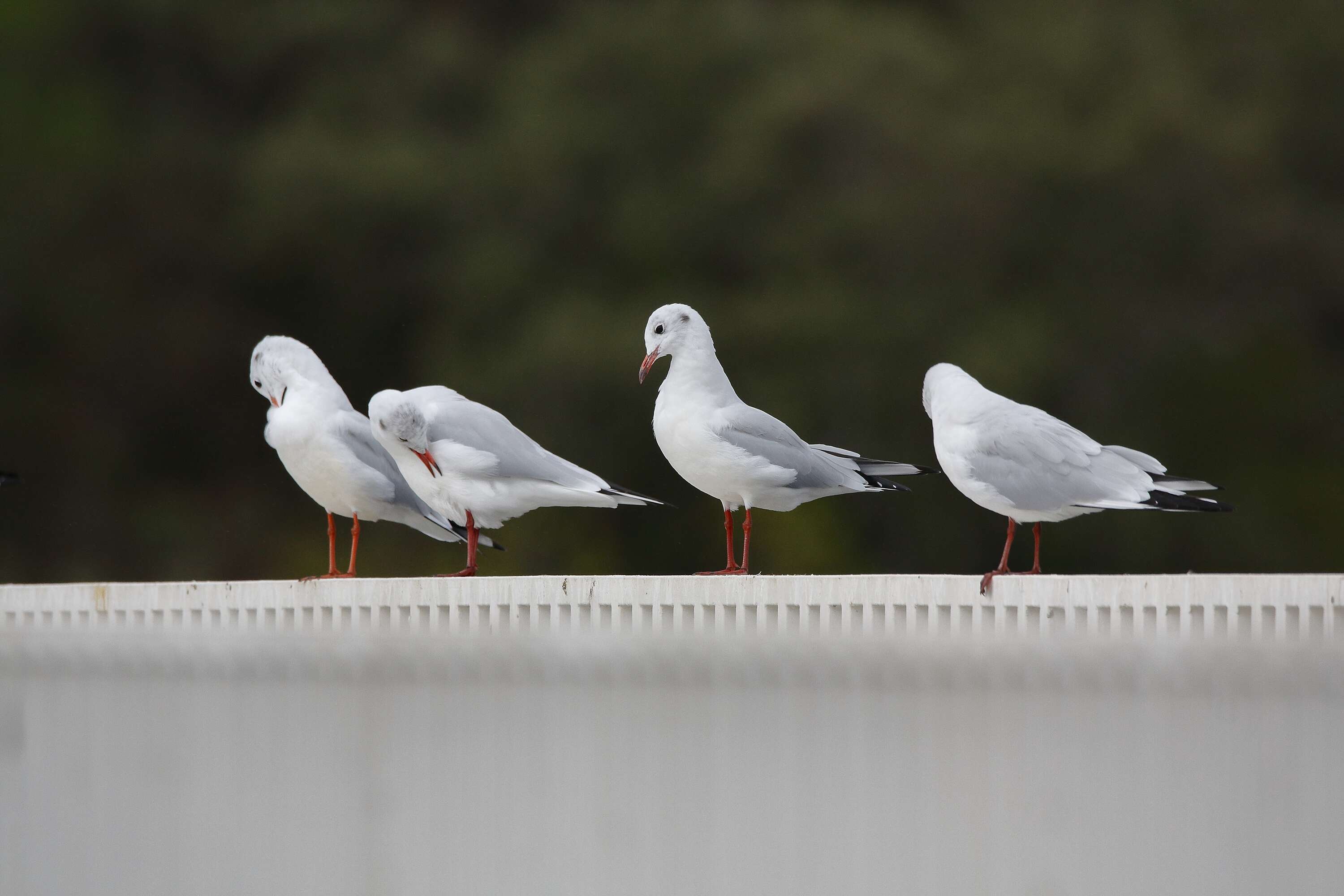 Image of Black-headed Gull