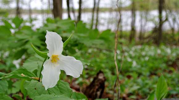 Image of White trillium