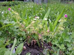 Image of cut-leaved cranesbill