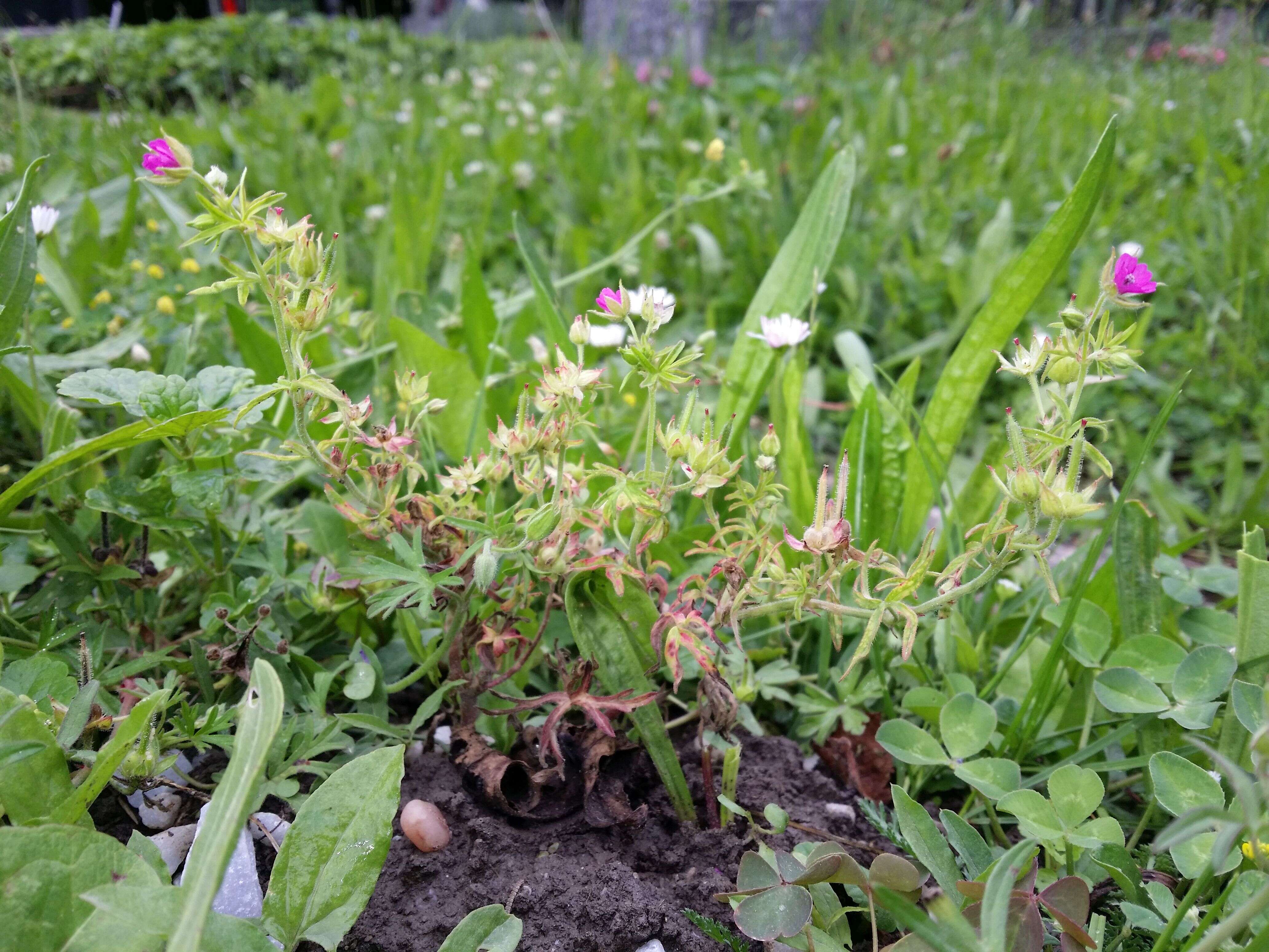 Plancia ëd Geranium dissectum L.