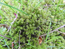 Image of square goose neck moss