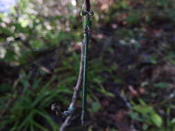 Image of Lestes temporalis Selys 1883