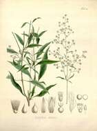 Iresine angustifolia Euphrasen的圖片