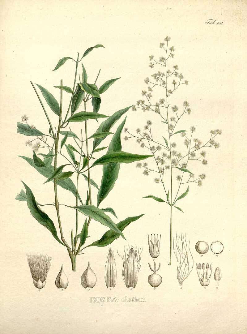 Iresine angustifolia Euphrasen的圖片