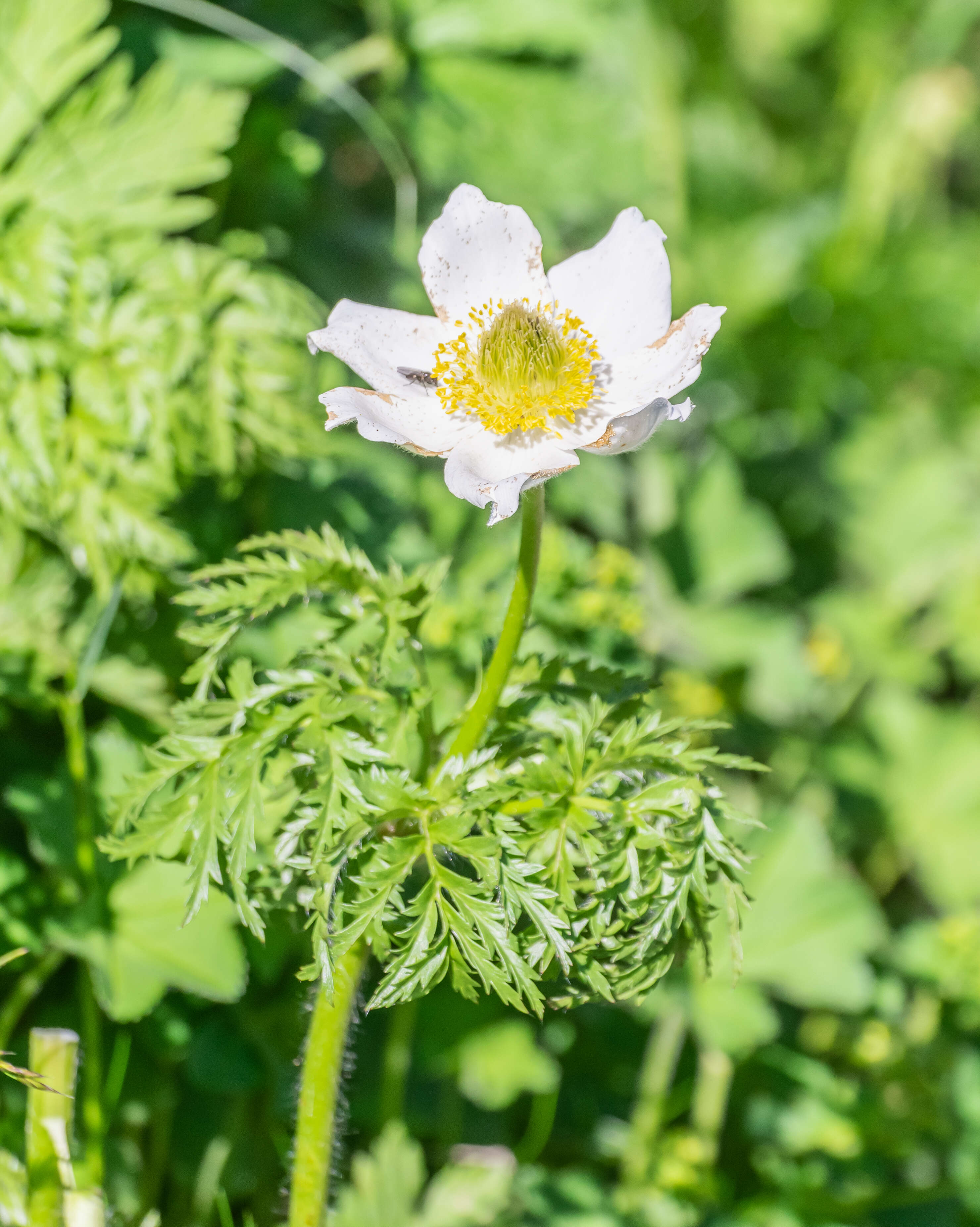 Image of alpine anemone