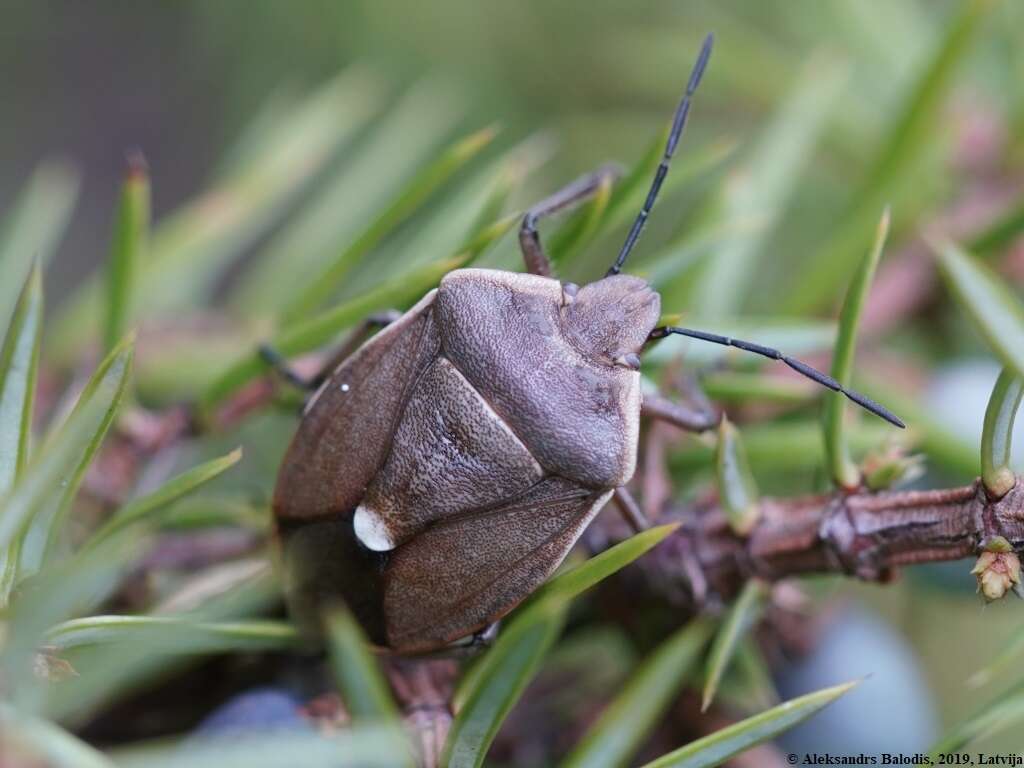 Image of <i>Chlorochroa pinicola</i>