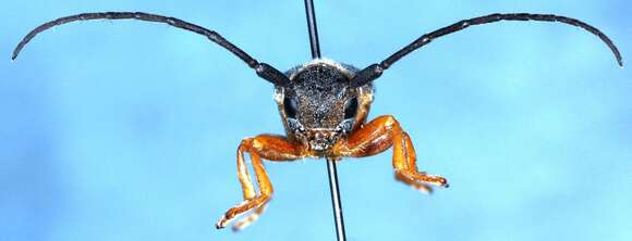 Image of Twin spot longhorn beetle