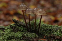 Image of Mycena haematopus (Pers.) P. Kumm. 1871