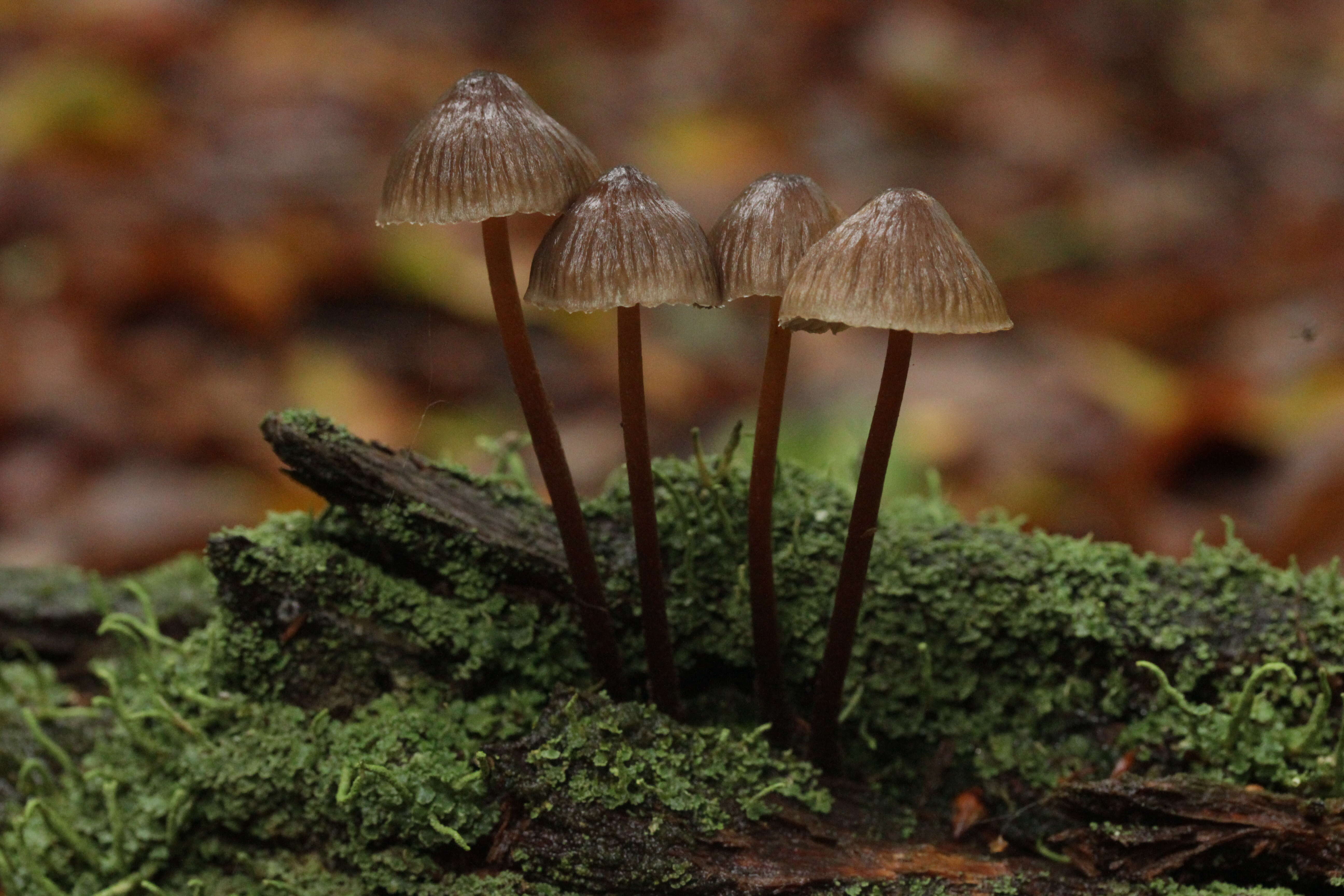 Image of Mycena haematopus (Pers.) P. Kumm. 1871