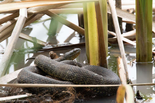 Image of Mississippi Green Water Snake