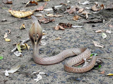 Image of Indian cobra