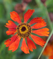 Image of Peruvian zinnia