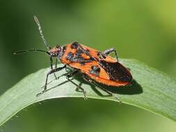 Image of black & red squash bug