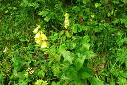 Imagem de Digitalis grandiflora Mill.