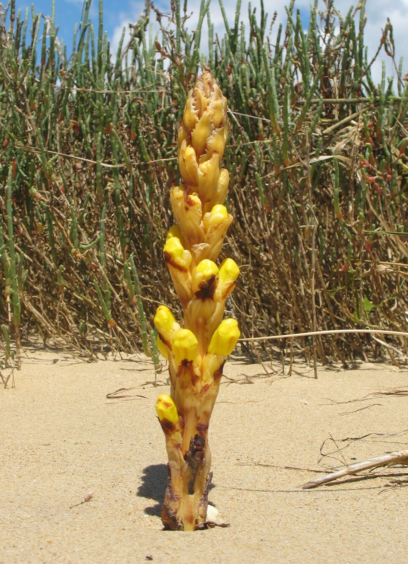 Image of Cistanche phelypaea