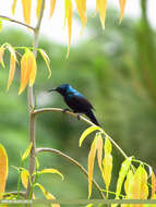 Image of Purple Sunbird