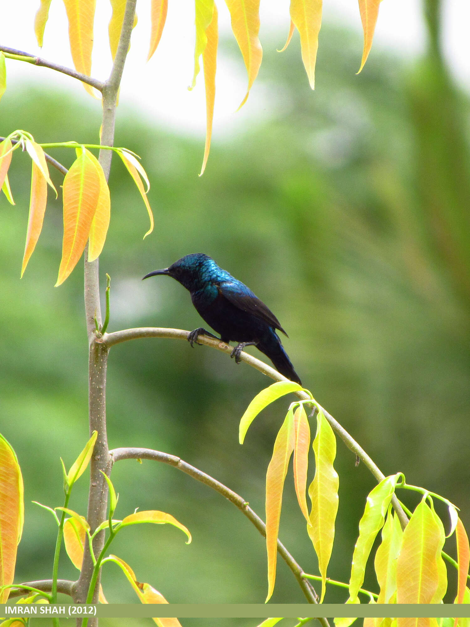 Image of Purple Sunbird