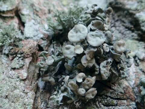 Image of Cartilage lichen