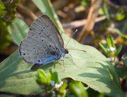 Image of holly blue