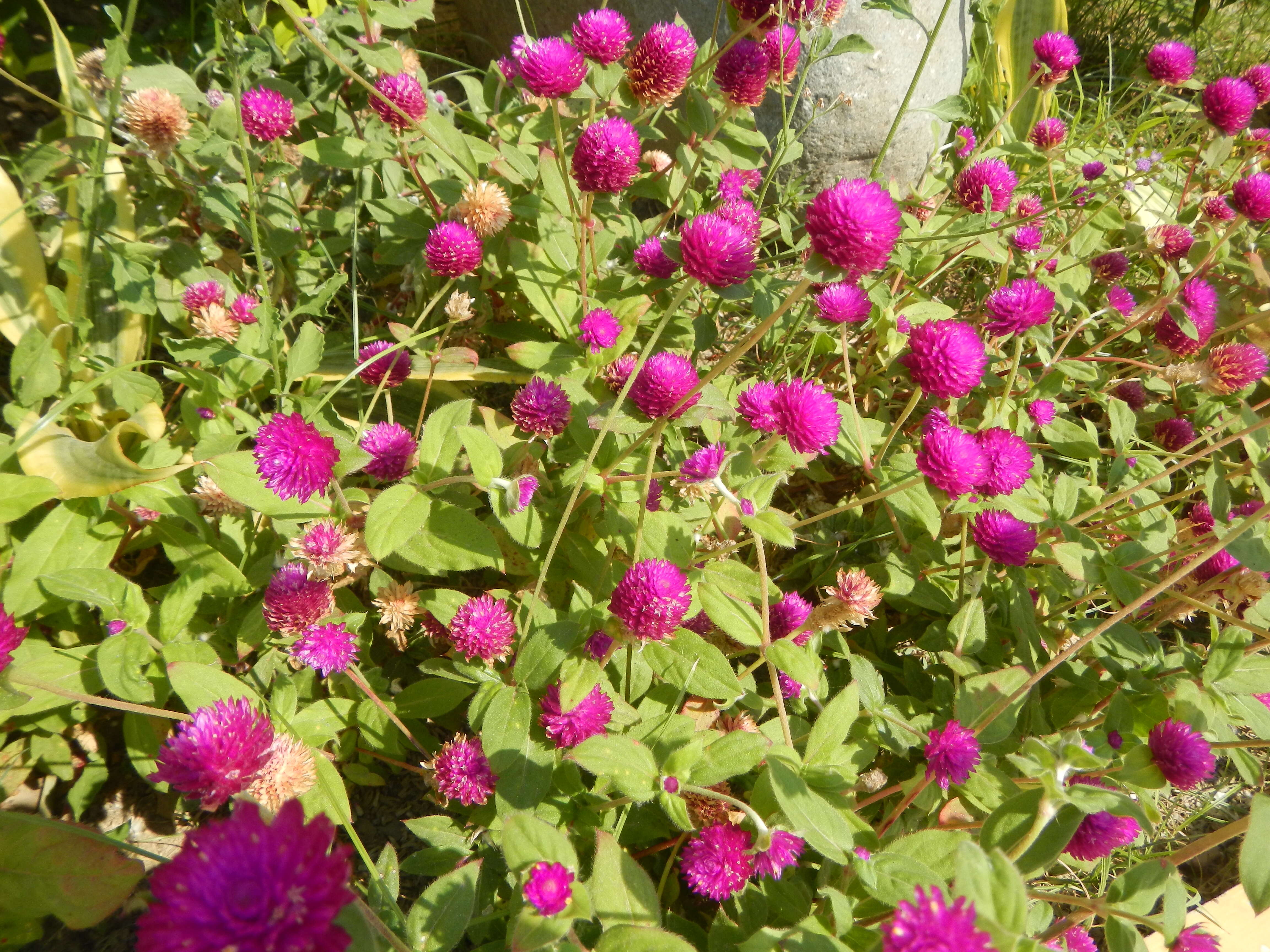 Image of globe amaranth