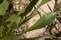 Image of Mt. Albert goldenrod